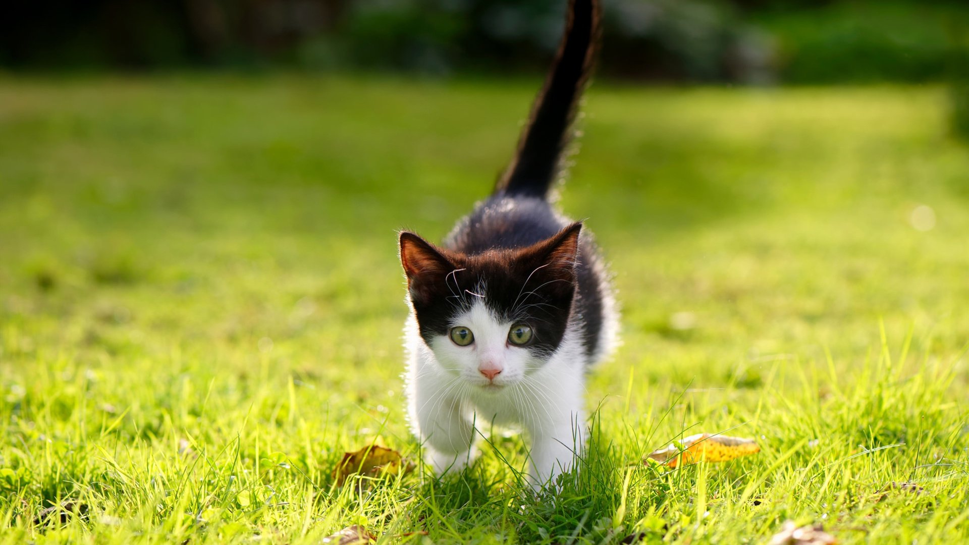 爱游戏中国官方登录入口网站-女子足球加快青训融合进程实现从校园到职业直通，青少年女子足球队