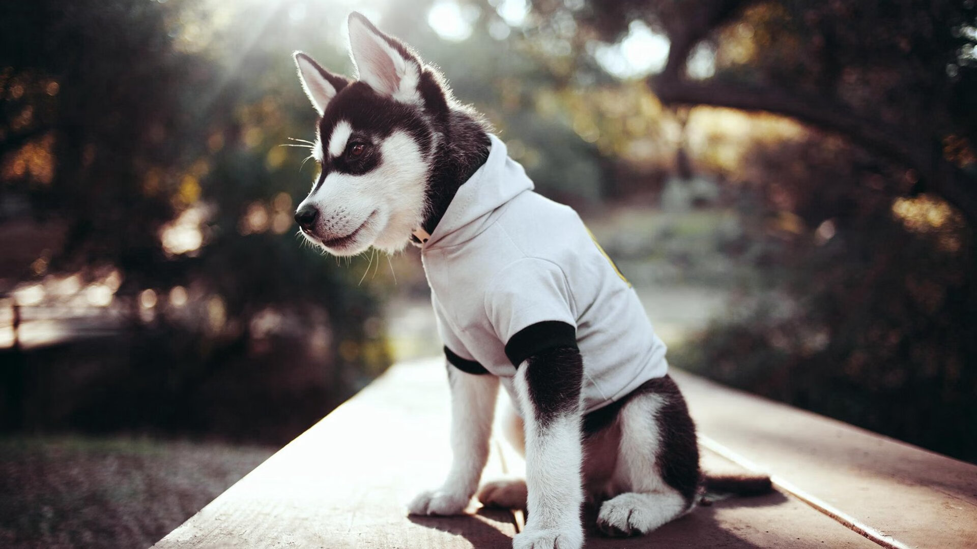 顶尖赛事主办权落地本地城市拉动经济效应初现，顶级赛事专项